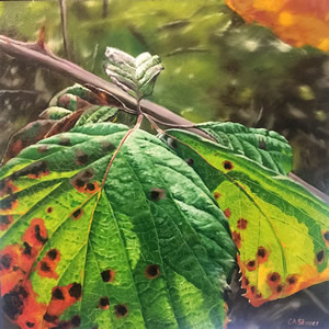 Woodland Gems Art Gallery – Bramble Leaves On The Turn – Painting By Cowfold West Sussex Artist Carole Rupniak