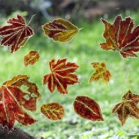 Autumn Leaves – Glass Painting – Patsy Dinc – Sussex Artists Gallery – Glass Painting and Watercolour Artist