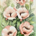 Pink Poppies – Floral Art Prints – Sussex Artist – Audrey Laycock – Watercolour Gallery