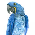 Hyacinth Macaw – Blue Parrot – Bird and Animal Art Gallery – Original Painting and Fine Art Prints – Claire Heffron Award Winning Wildlife Artist