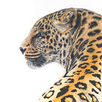 Leopard – Giclee Fine Art Prints – Award Winning Wildlife Artist Claire Heffron