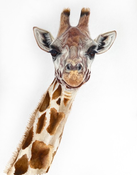 Rothschild Giraffe - Animal Art - Original Paintings and Limited Edition Fine Art Prints - David Shepherds Wildlife Artist of the Year