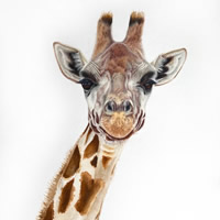 Rothschild Giraffe – Animal Art – Original Paintings and Limited Edition Fine Art Prints – David Shepherds Wildlife Artist of the Year
