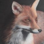 Fox Portrait – Sussex Hampshire border Portrait Artist Helen Thair