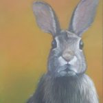 Rabbit – Wild Animal and Pet Portraits – Sussex Artist Helen Thair