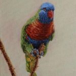 Rainbow Lorikeet – Oil Painting – East Sussex Bird Artist Nathalie Bos
