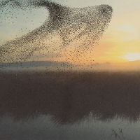 Murmuration – Bird Formation Rising from the Downs – Kingston, East Sussex – Wildlife Artist Dawnie Thompson