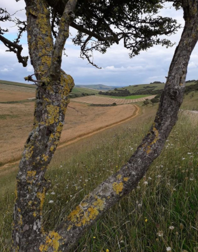 Colour Photography - Beautiful windswept tree framing stunning view of the South Downs - Dawnie Thompson
