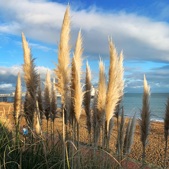 Eastbourne Pier and Pampas Grass - East Sussex Photographer and Artist Fiona Miller