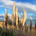Eastbourne Pier and Pampas Grass – East Sussex Photographer and Artist Fiona Miller