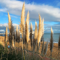 Eastbourne Pier through Pampas Grass - East Sussex Photographer and Artist Fiona Miller