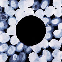 Iris – Modern Art by Contemporary Artist Gareth Miller